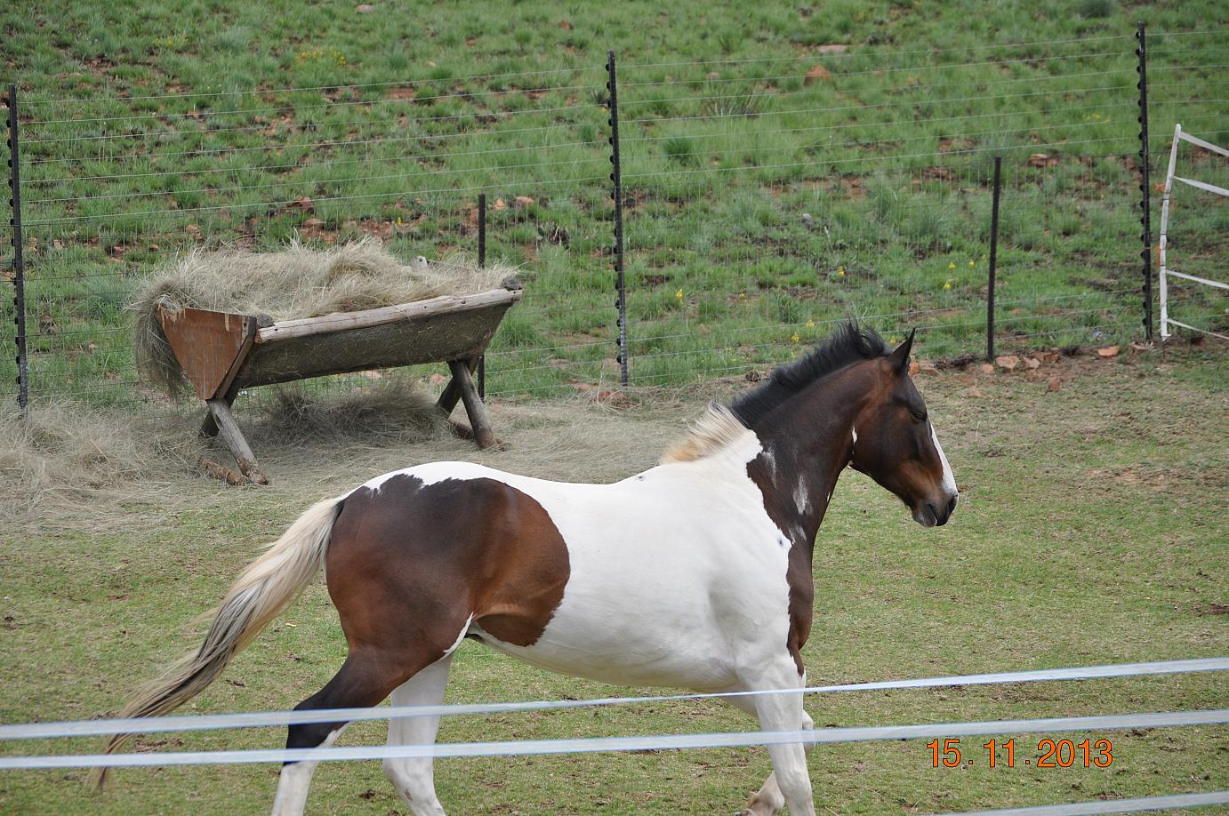 SARATOGA KING OF HEARTS