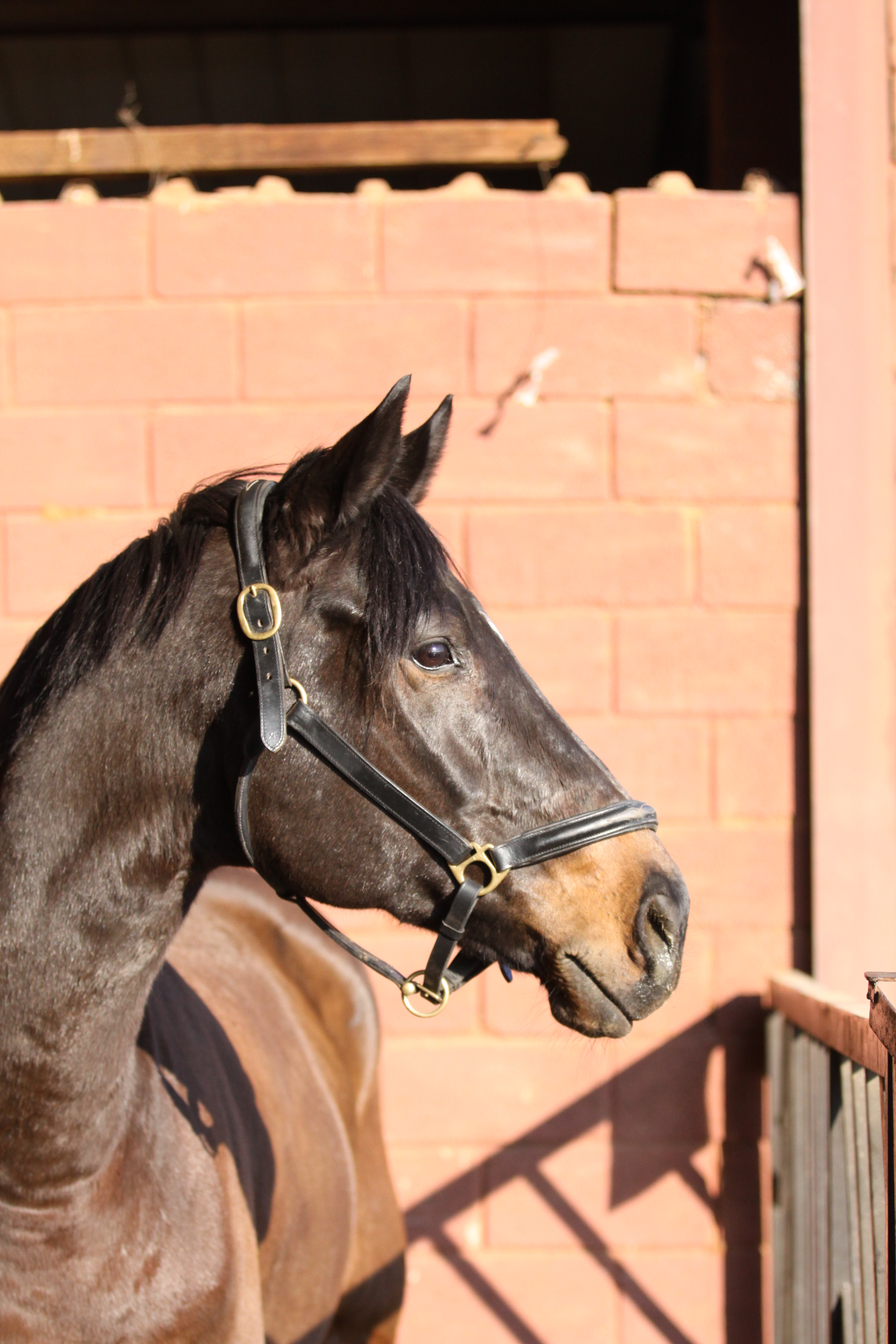 Tyla Jean van der Spuy